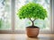 A potted plant sitting in front of a window, bright daylight indoor photo.