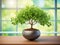 A potted plant sitting in front of a window, bright daylight indoor photo.