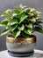 a potted plant sitting on top of a table, lush plants and bonsai trees, houseplant, tropical houseplants.