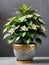 a potted plant sitting on top of a table, lush plants and bonsai trees, houseplant, tropical houseplants.