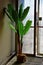 Potted Plant by Window, Museo della Grafica, Palazzo Lanfranchi, Pisa, Italy