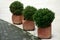 Potted plants