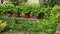 Potted plants arranged in the garden