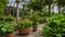 Potted Plants On A Botanical Garden Park