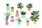 Potted plants collection. succulents and house plants. hand drawn vector art.