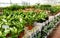 Potted plants of dieffenbachia with yellow green leaves for sale