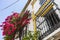 Potted plants and flowers on the streets of Marbella, Malaga