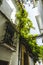 Potted plants and flowers on the streets of Marbella, Malaga