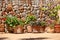 Potted plants in front of a stone wall