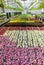 Potted Plants in Greenhouse Nursery