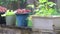 Potted plants out in the rain