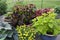 Potted plants on patio.