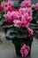 Potted plants with pink flowers closeup. Flowering houseplant in dark pot. Natural luxuriant petal textures of springtime. Floral