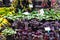 Potted plants - sale in the market.