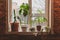 Potted plants stand on the windowsill in the morning in the Loft