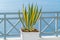 Potted plants in the village of Santorini Oia