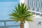 Potted plants in the village of Santorini Oia