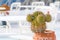 Potted plants in the village of Santorini Oia