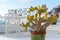 Potted plants in the village of Santorini Oia