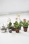 Potted Plants And Watering Can On Floor