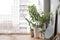 Potted plants on window sill