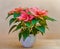 Potted poinsettia flower