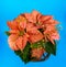 Potted poinsettia flower