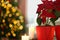 Potted poinsettias, burning candles and festive decor in room, closeup with space for text. Christmas traditional flower