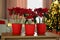 Potted poinsettias on wooden dresser in decorated room. Christmas traditional flower