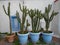 potted potted cacti