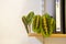 Potted prayer plant Maranta leuconeura on a wooden shelf in an office