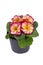 Potted `Primula Acaulis Scentsation` primrose flowers on white background