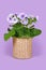 Potted `Primula Acaulis Sweet Kisses` primrose in basket flower pot on violet background