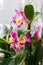 Potted purple blooming Dendrobium orchid as houseplant