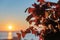 Potted purple shamrock plant or love plant with blurred sea and sunset sky background