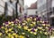 Potted purple and yellow viola flowers - seasonal street decorat