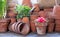 Potted red camelia flower amongst a creative display of terracotta pots.