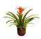 Potted Red Guzmania Bromeliad isolated on White