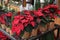 Potted red poinsettia or Euphorbia pulcherrima Christmas traditional flower in the flowers bar.