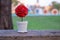 Potted red roses placed on wood floor and copy space .the background is a garden.Red roses convey love.Valentine concept