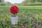 Potted red roses placed on wood floor and copy space .the background is a garden.Red roses convey love.Valentine concept