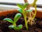 Potted rubber plant close-up