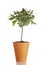 Potted Sage plant isolated