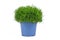 Potted `Sagina Subulata` heath pearlwort plant on white background