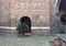 Potted Sago palm and Common Olive Tree in the courtyard of Pilate in the Basilica of Saint Stephen.