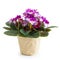 Potted Saintpaulia violet flower on white.