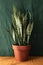 Potted sansevieria front view, easy-care home plant