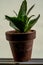 Potted sansevieria plant isolated on a white background