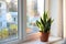 Potted Sansevieria plant on window sill at home. Space for text