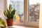Potted Sansevieria plant on window sill. Space for text
